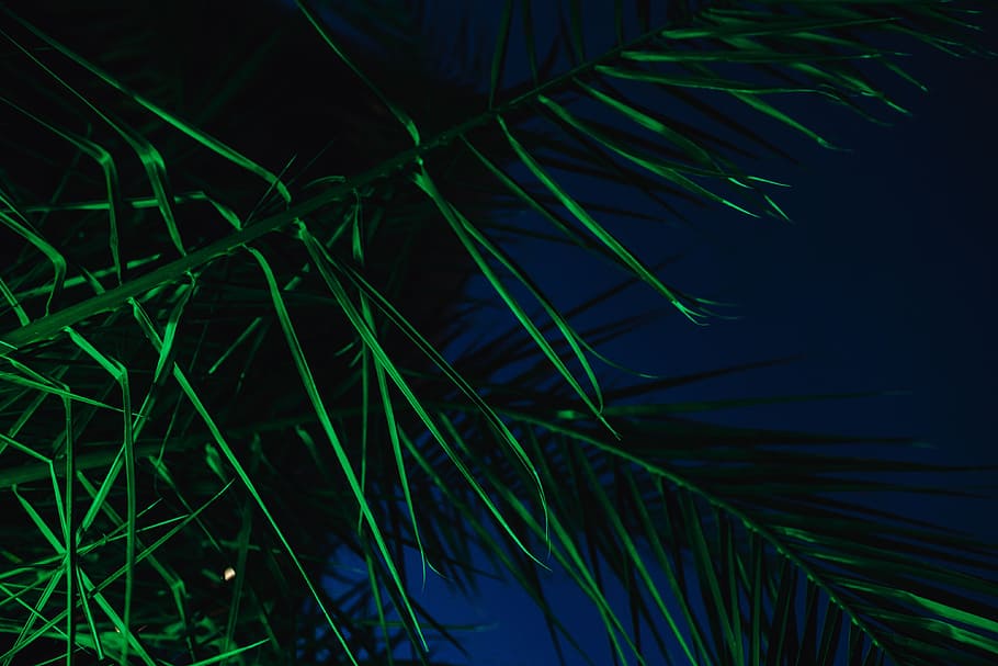 Illuminated palm trees, abstract, green, nature, leaf, leaves HD wallpaper