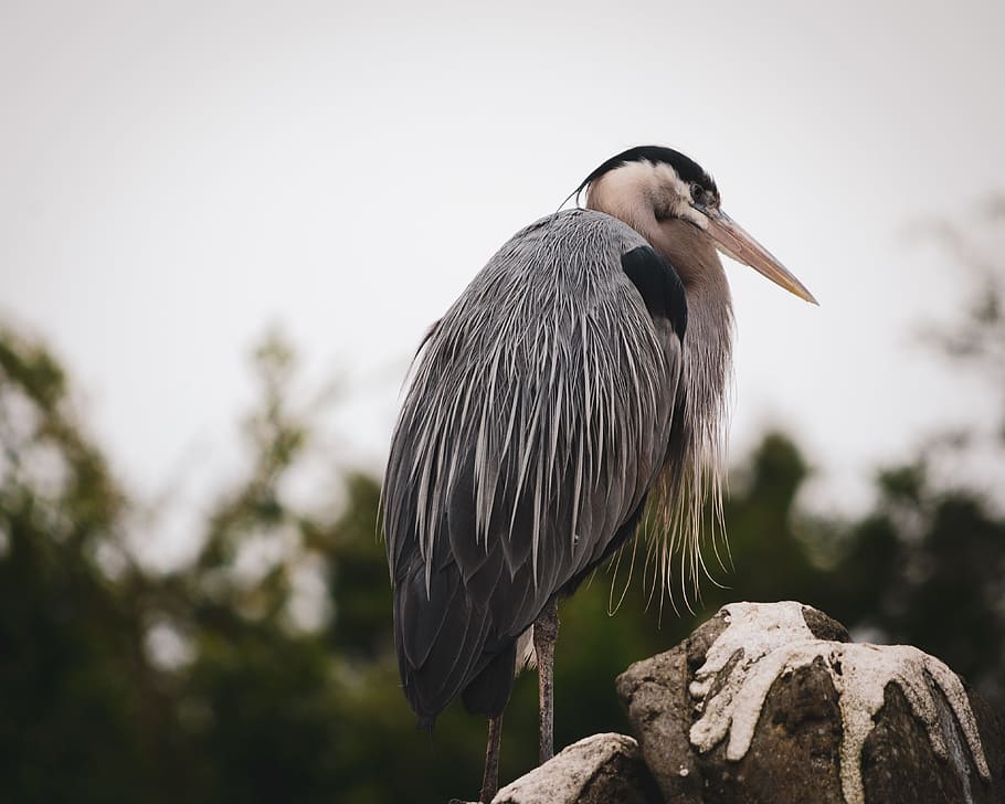 Black and White Bird on Rock, one animal, animal themes, animal wildlife HD wallpaper