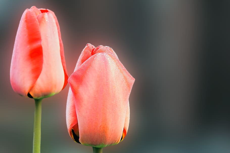 nature, flower, tulip, spring, flowering plant, petal, beauty in nature HD wallpaper