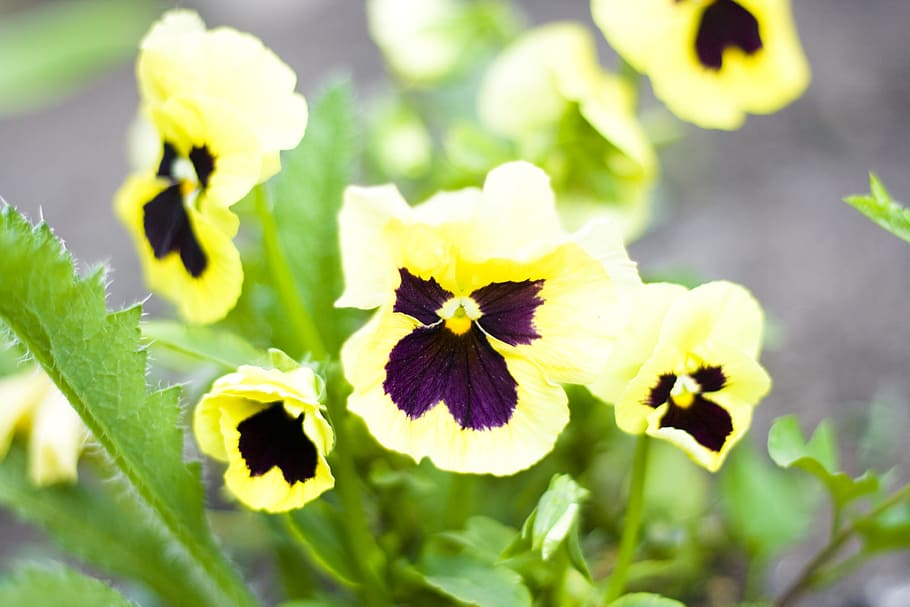 flower, con2011, nature, flowering plant, freshness, fragility HD wallpaper
