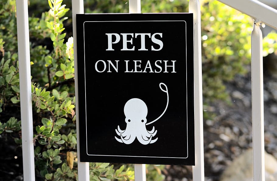 pets on leash signage, communication, text, western script, focus on foreground HD wallpaper