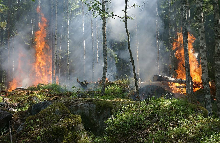 Forest on Fire, burn, burning, flame, fog, forest fire, log, Mossy rocks HD wallpaper