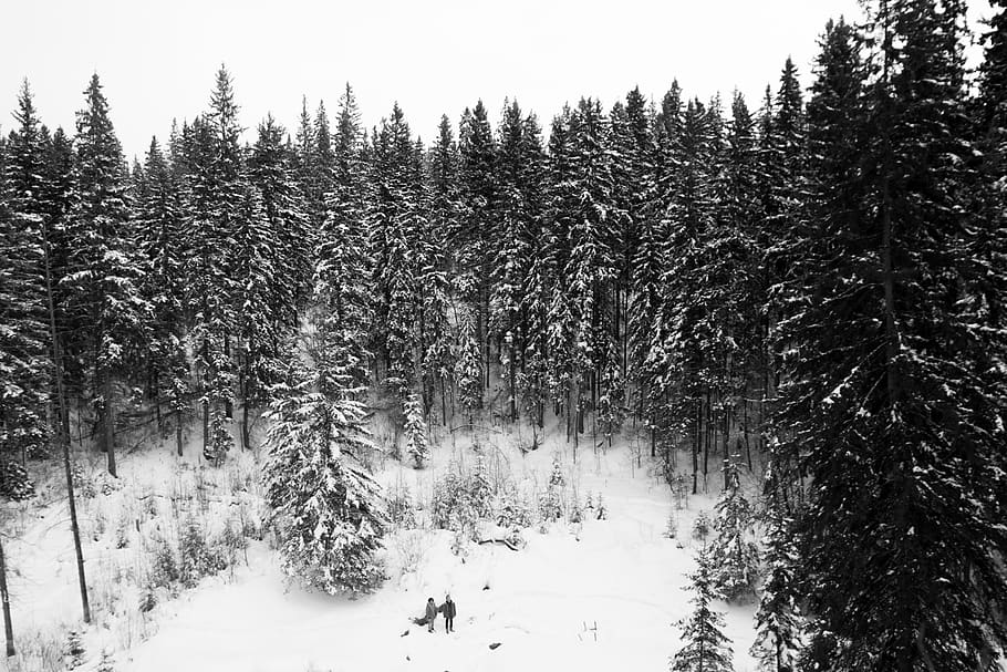 snow, winter, tree, cold temperature, plant, beauty in nature HD wallpaper