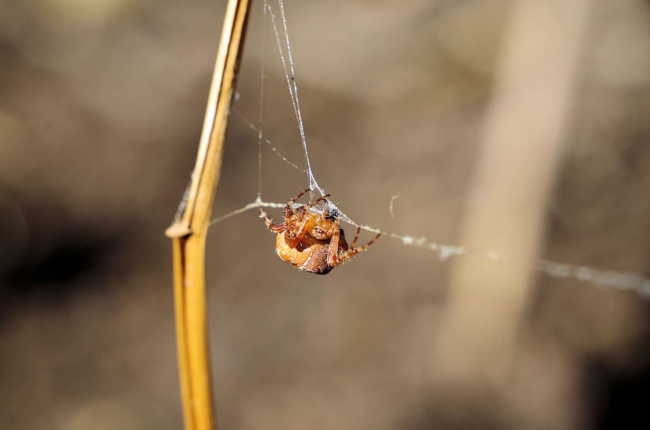 spider, araneus, spin threads, close up, nature, animal, arachnid HD wallpaper