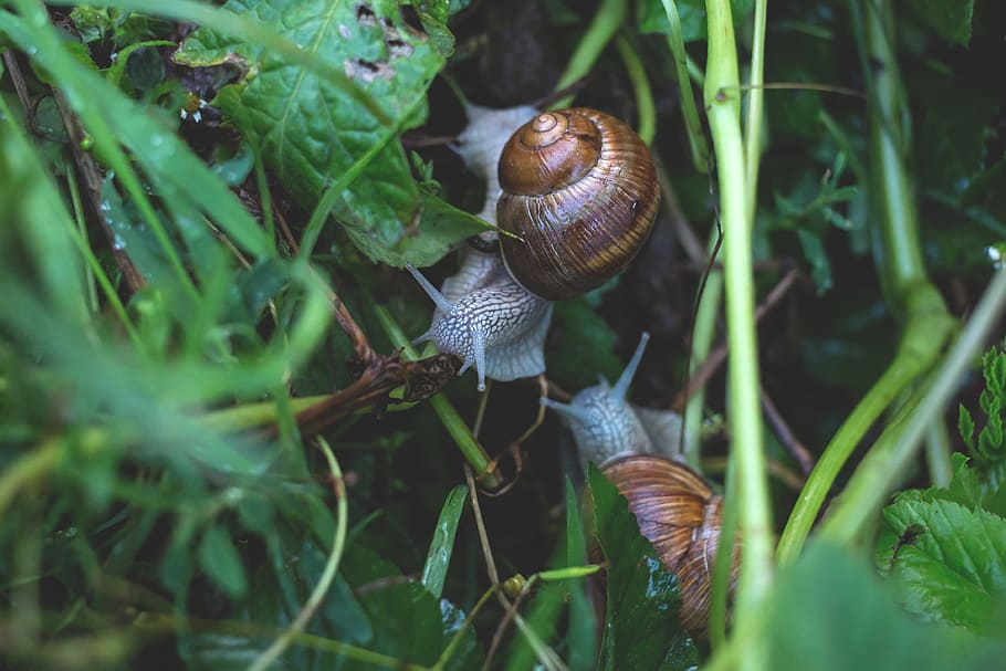 two snails surrounded by green leafed plant, gastropod, mollusk HD wallpaper
