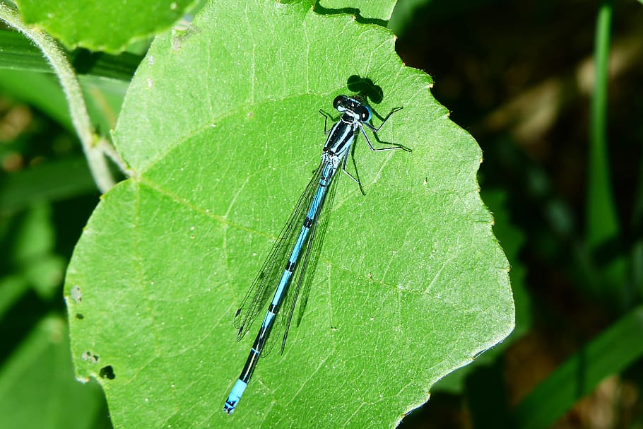 plant part, leaf, green color, close-up, invertebrate, insect HD wallpaper