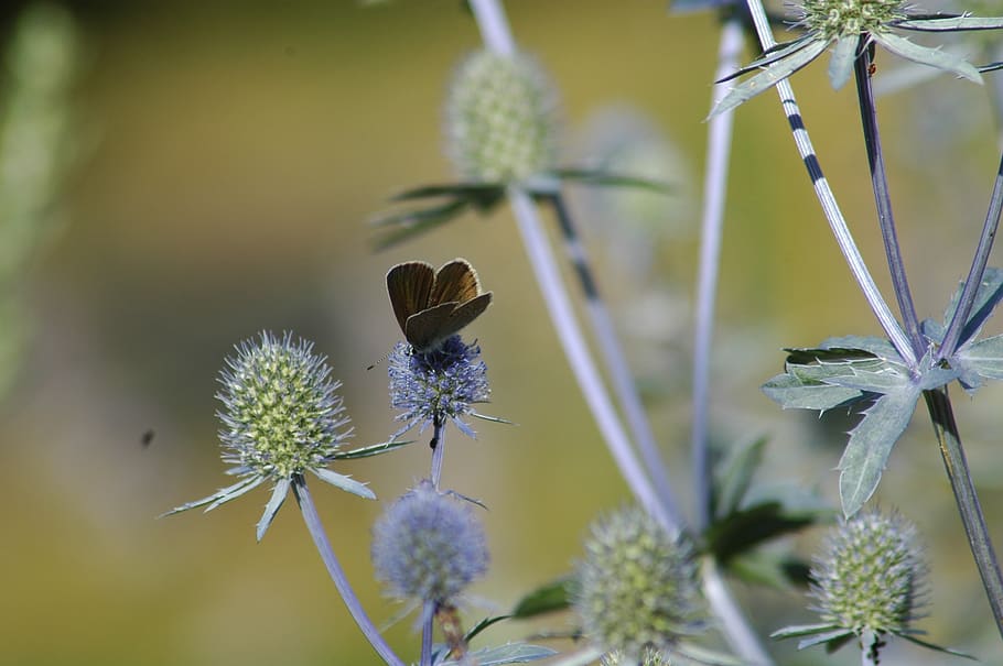 flora, nature, leaf, flower, garden, closeup, butterfly, plant HD wallpaper