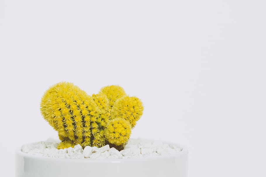 thing, plants, bonsai, cactus, thorn, yellow, pot, pebbles HD wallpaper