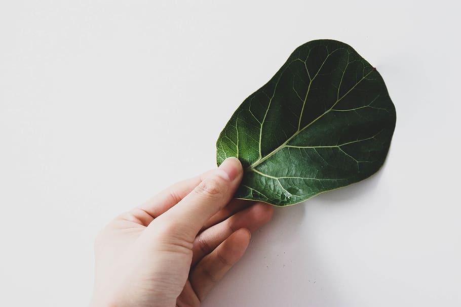 person holding green leaf, plant, human, veins, finger, hand HD wallpaper
