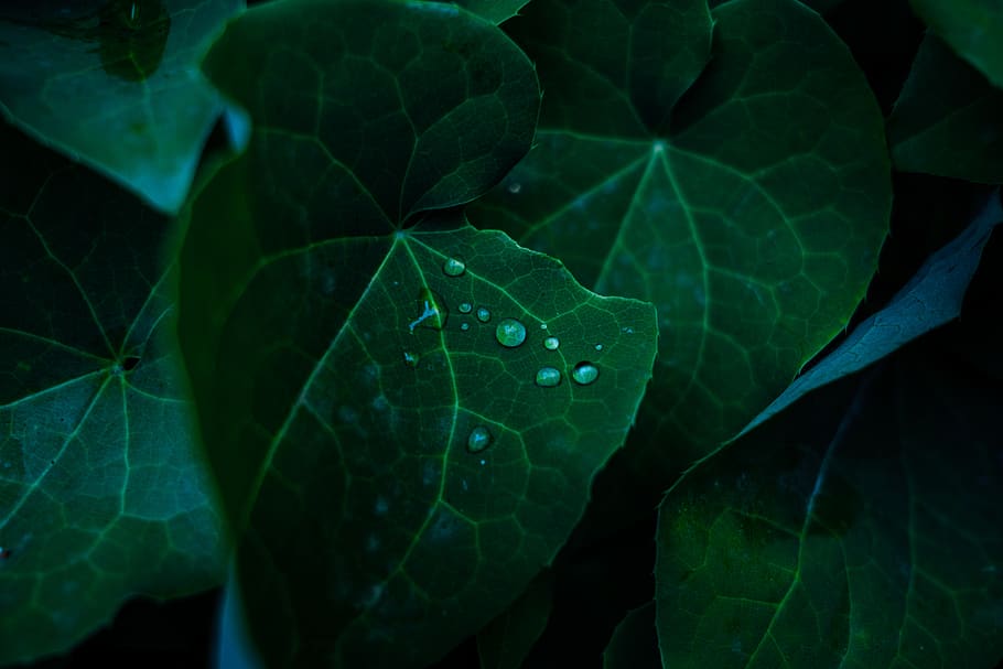 green leafed plant, flora, rain, texture, water, nature, macro HD wallpaper