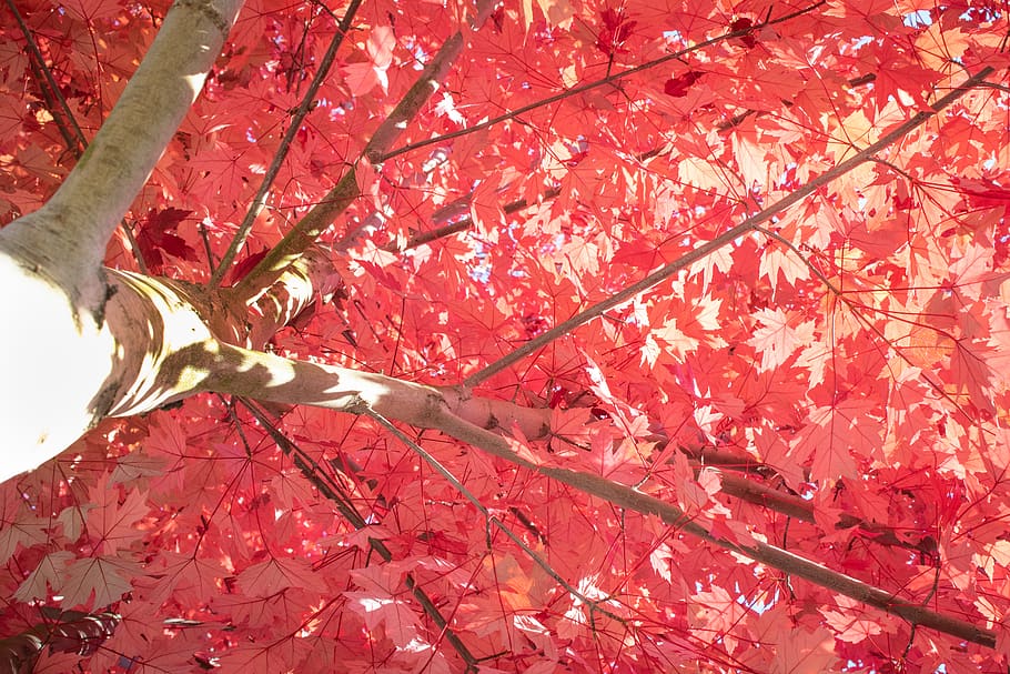 red sakura tree, plant, leaf, maple, maple leaf, animal, bird HD wallpaper