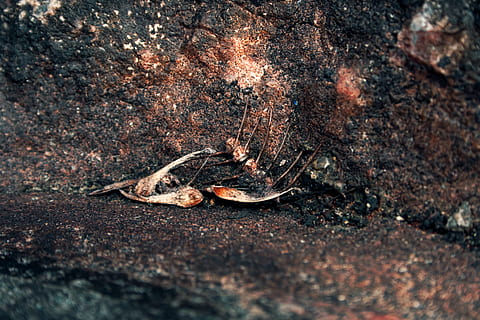 bones, texture, rocks, entropy, fish bones, animal themes, animal wildlife HD wallpaper
