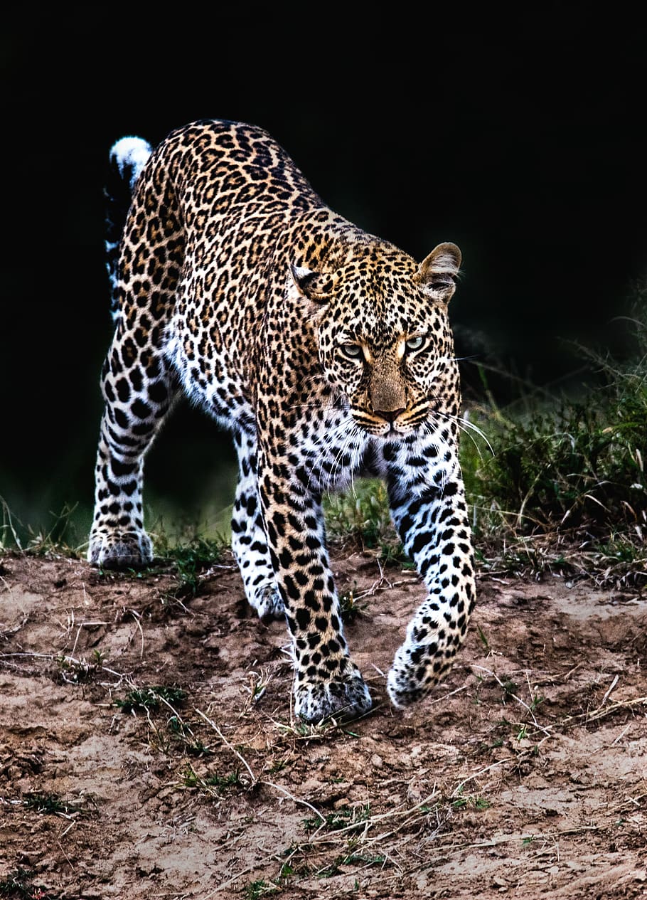 leopard walking in wild, big cat, animal wildlife, animal themes HD wallpaper