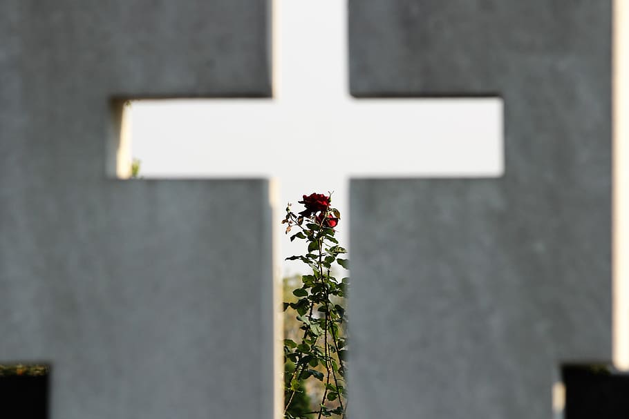 cross, roses, monument, marble, cemetery, christianity, nature HD wallpaper