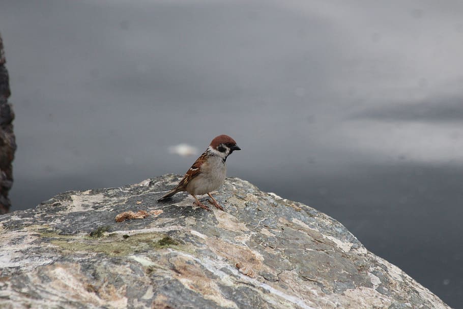 sparrow, bird, grey, stone, nature, living nature, outdoors HD wallpaper
