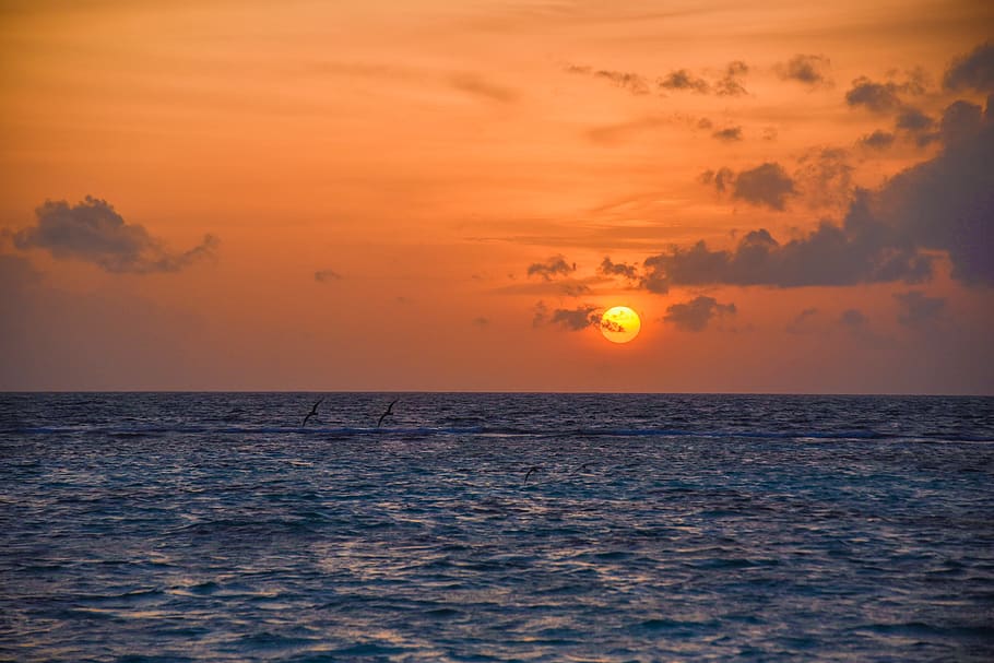 silhouette of flying birds during sunset, nature, weather, fog, HD wallpaper