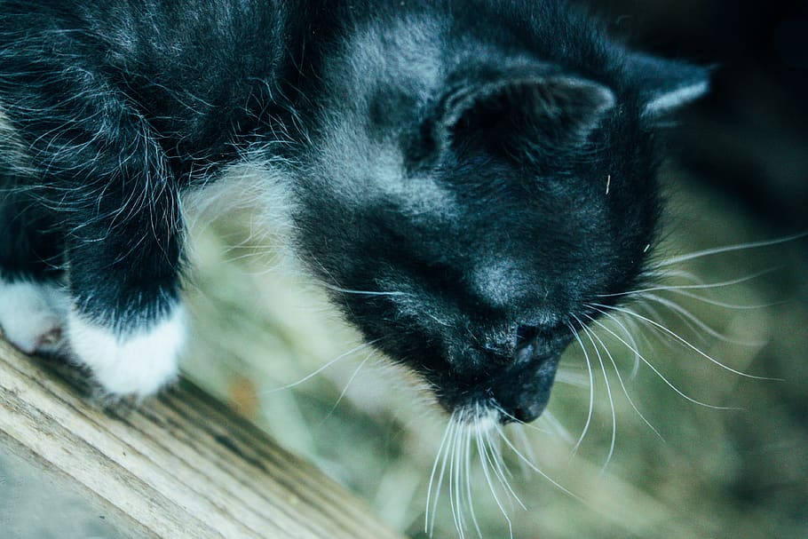 old, cat, kitten, grey kitten, animal, slow motion, cats, little cat HD wallpaper
