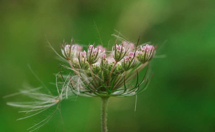 blooming pink flower, plant, blossom, animal, insect, invertebrate HD wallpaper
