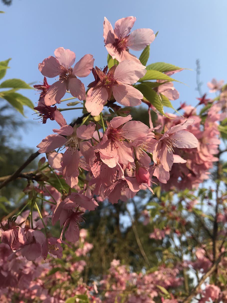cherry blossoms, spring, pink, flower, flowering plant, fragility HD wallpaper