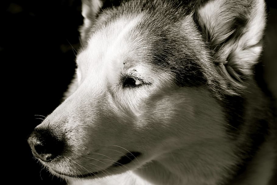 dog, husky, one animal, mammal, canine, animal themes, domestic animals HD wallpaper