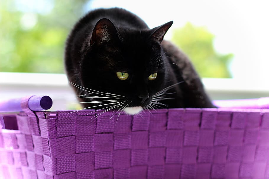 cat, black, white, sitting, basket, animal, domestic cat, cat's eyes HD wallpaper