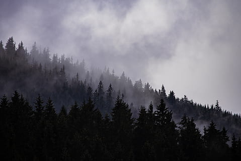 cloudy, forest, fog, dark, dramatic, depressive, autumn, mountains HD wallpaper