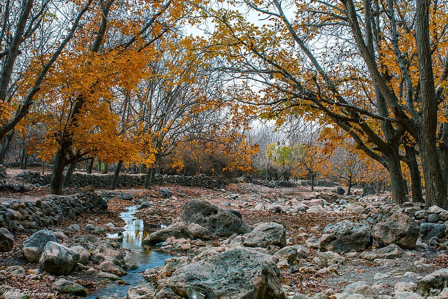 autumn, scenery, river, forest, wood, brook, water, blue, leaves HD wallpaper
