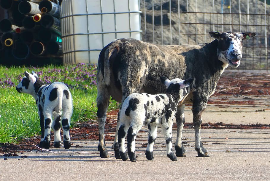 lambs, spring, nature, mammals, farm, farm animal, young, outdoor life HD wallpaper