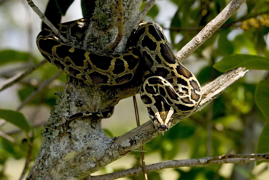 python, burmese, animal, wild, nature, snake, reptile, tree HD wallpaper
