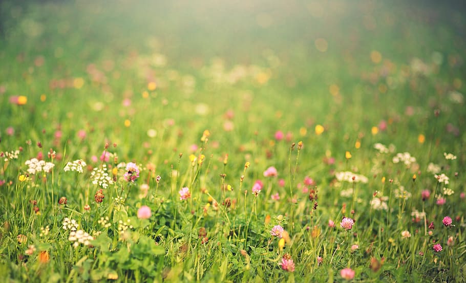 meadow, light, dandelion, flowers, spring, bloom, landscape HD wallpaper