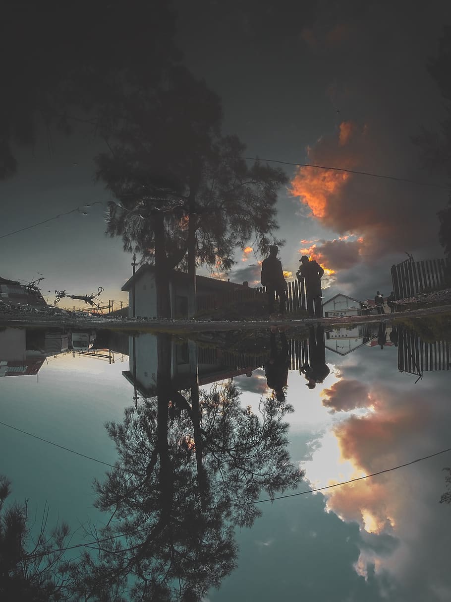 green leafed tree, darkness, algeria, blida, puddle, reflection HD wallpaper