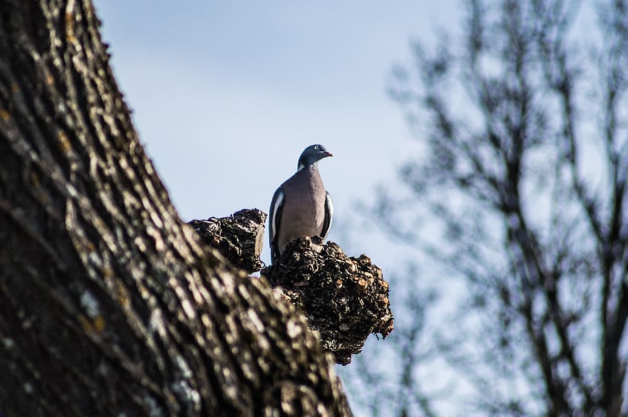 sweden, örebro, tree, eyes, pegion, look, bird, fly, animals in the wild HD wallpaper