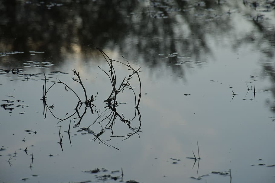 reflection, water, lake, tranquility, plant, waterfront, no people HD wallpaper