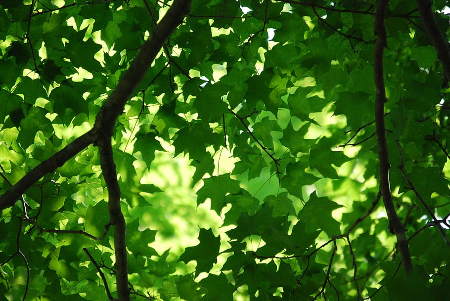 green-leafed tree, plant, canada, sharbot lake ontario, maple leaf HD wallpaper