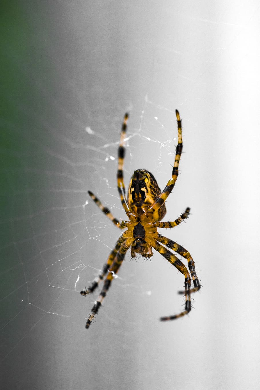spider, orange, garden, web, arachnid, legs, buyukada, sticky HD wallpaper