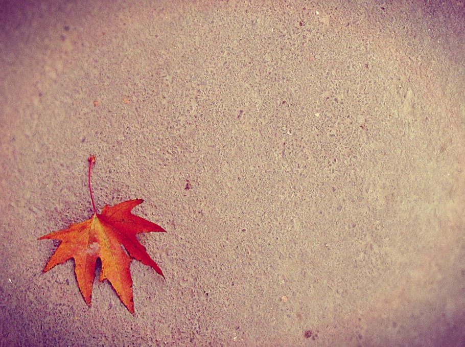 maple leaf, ground, autumn, plant part, orange color, change HD wallpaper