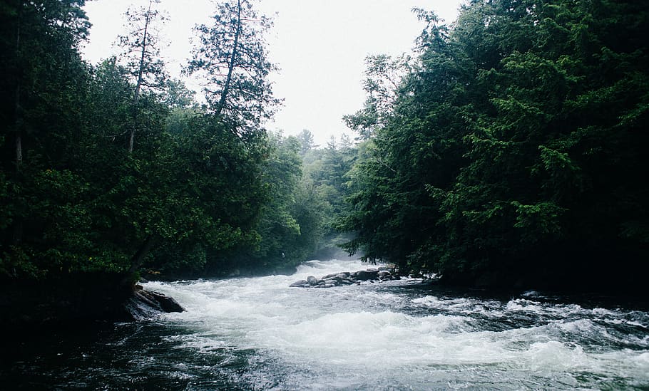 river, trees, forest, rapids, summer, water, plant, beauty in nature, HD wallpaper