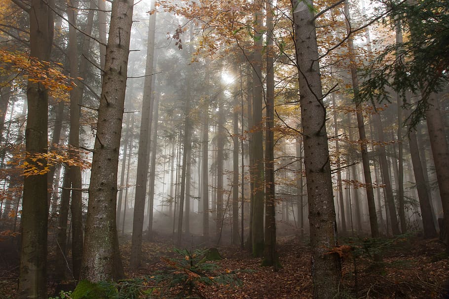 Trees Surrounded by Fogs, atmosphere, beautiful, branch, colorful, HD wallpaper