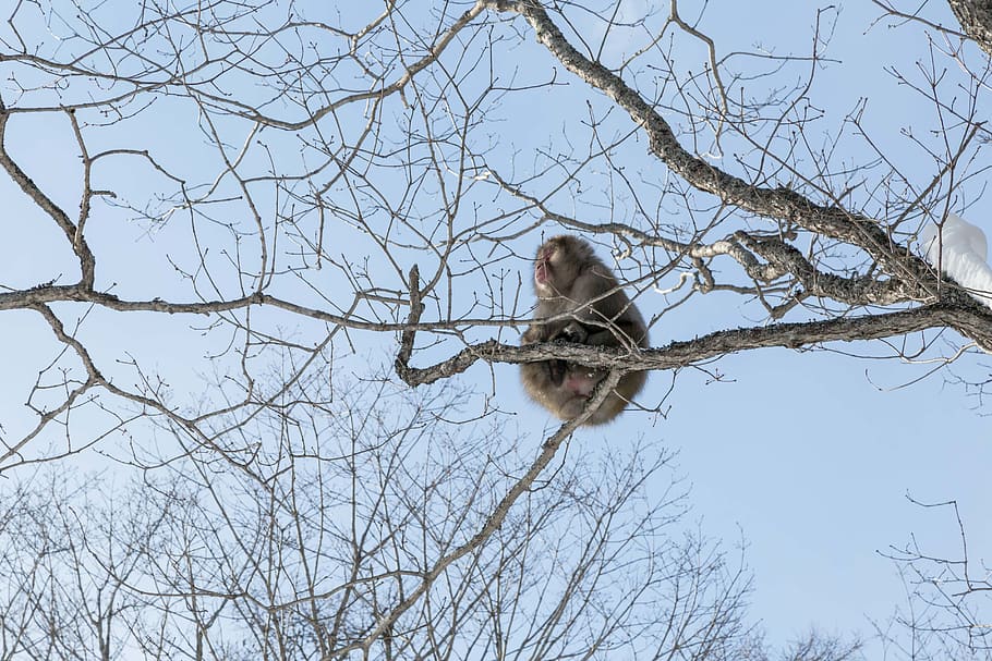 japan, nikko, snow, tochigi, macaque, wildlife, tree, winter