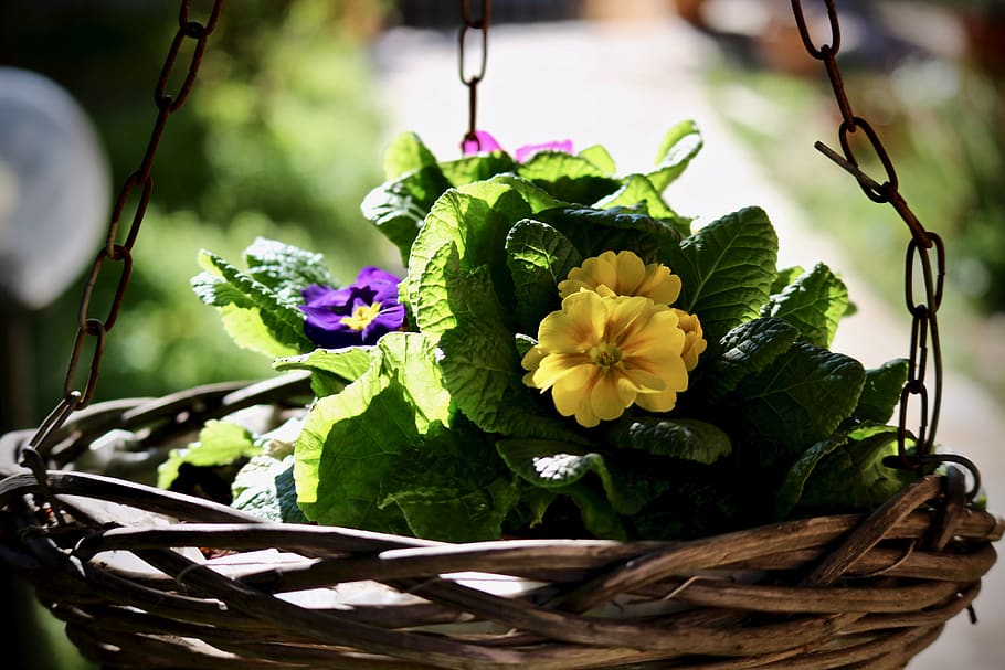 spring, cowslip, flower, leaf, nature, basket, garden, floral, HD wallpaper