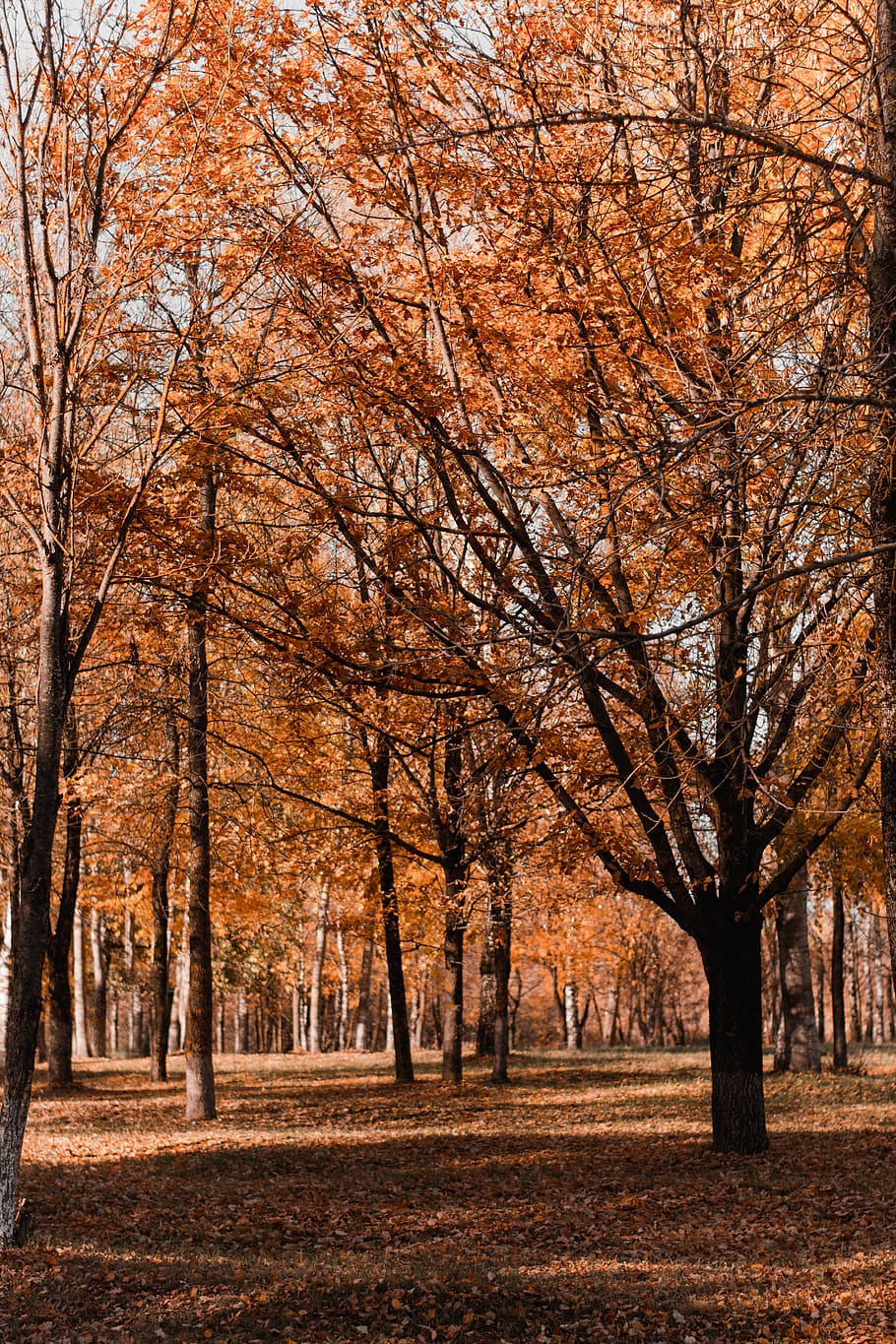 autumn trees, plant, land, landscape, nature, forest, tranquility HD wallpaper