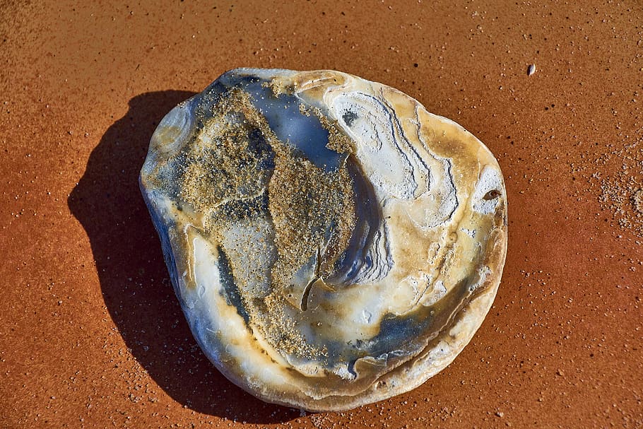 shell, sand, beach, ocean, nature, marine, molluscum, no people HD wallpaper