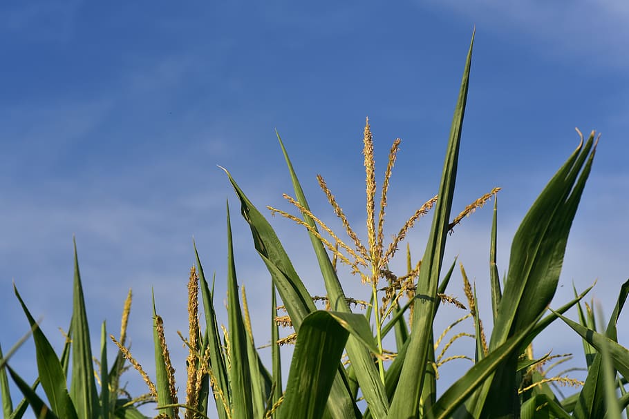 corn, cornfield, agriculture, nature, sky, summer, green, food HD wallpaper