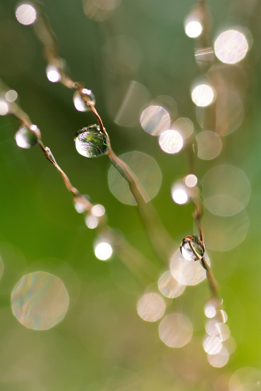 water, drop, bokeh, background, grass, green, phone wallpaper HD wallpaper