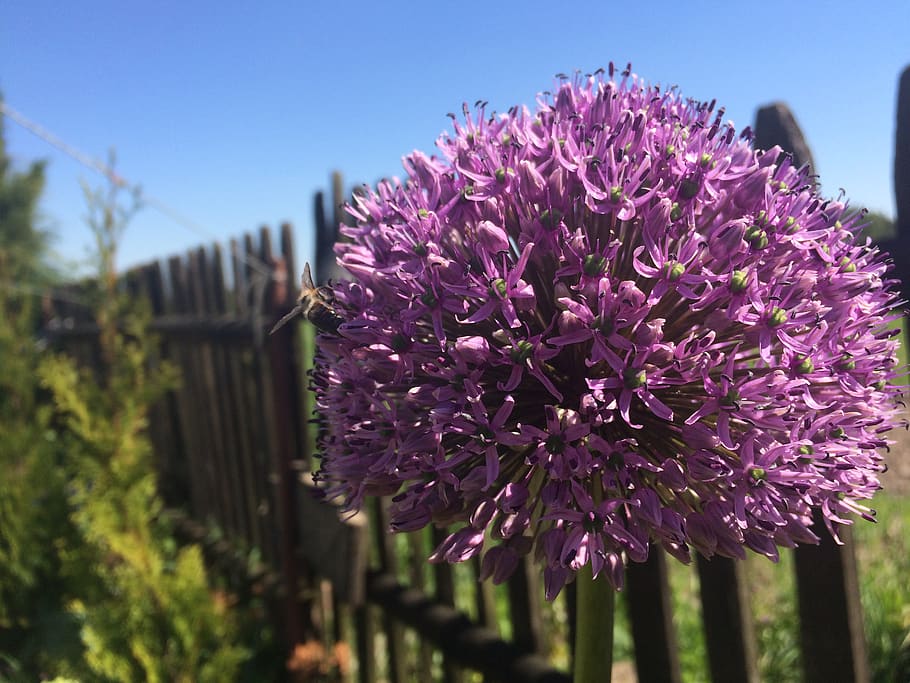 poland, gmina sobolew, flowering plant, fragility, vulnerability HD wallpaper