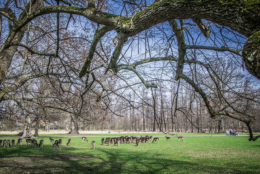 herd, fallow deer, park, meadow, wild, animals, feast, tree HD wallpaper