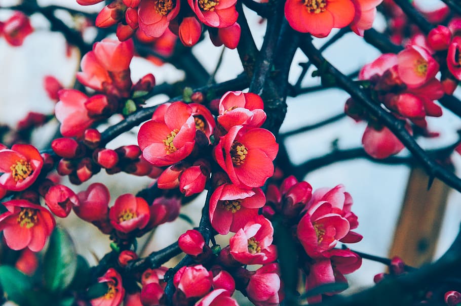 Red Petaled Flowers in Bloom, blossom, branches, flora, petals HD wallpaper