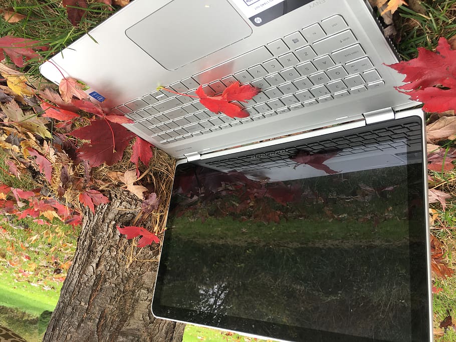laptop, computer, notebook, fall, leaves, tree, trees, nature HD wallpaper