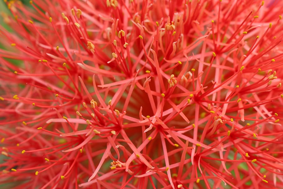 pink hydrangea, red, internet, connections, lines, cross, flower HD wallpaper