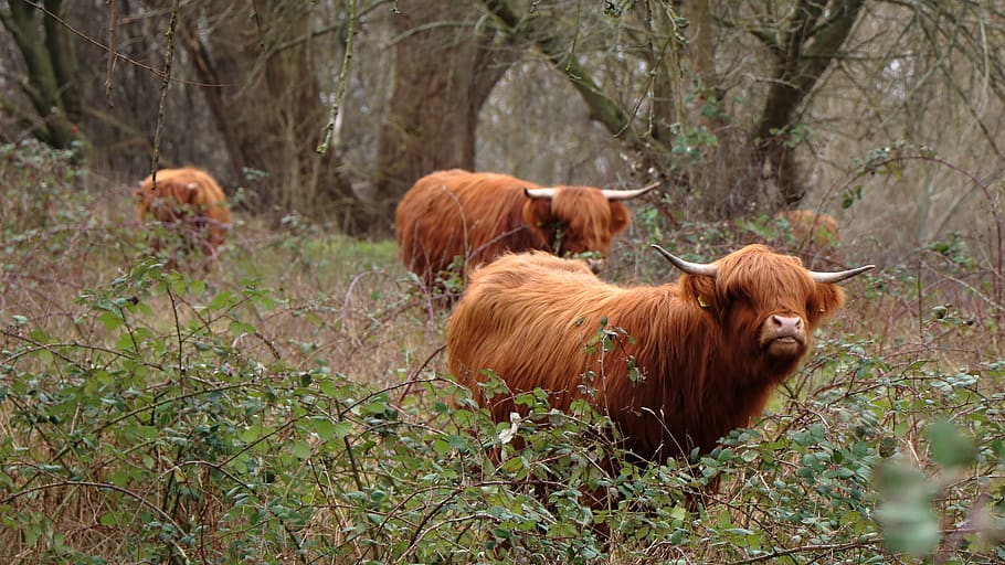 cows, natural, cattle, mammal, animal themes, domestic, domestic animals HD wallpaper